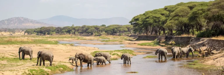 6 Days Amazing Standard Safari Tanzania