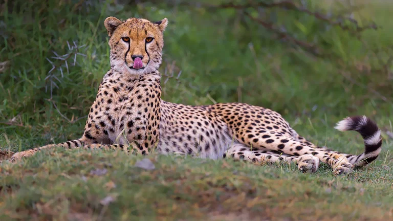 10 Days Tanzania Luxury Safari