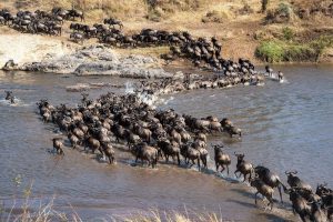 5 Days Serengeti Great Migration Safari