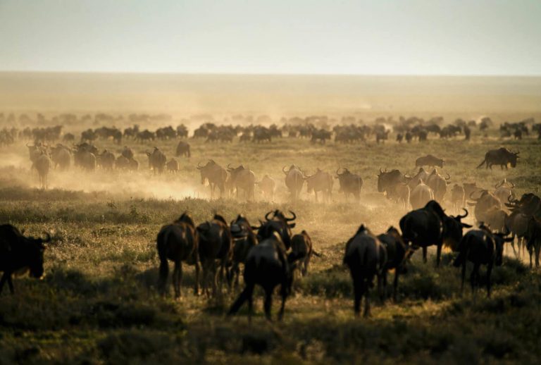 8 Days Serengeti Wildebeest Migration Safari