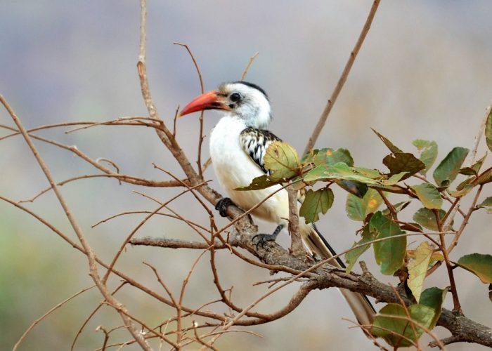 Mkomazi National Park