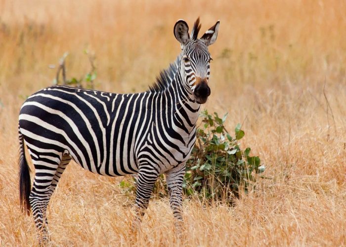 Wild zebra in the Mikumi national park. Tanzania, Africa