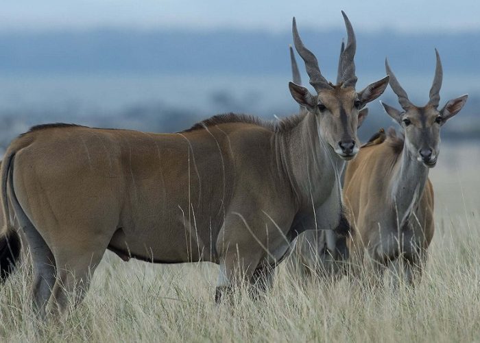 Mkomazi National Park - best destination for tanzania safari