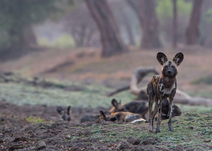 wild dog mikumi